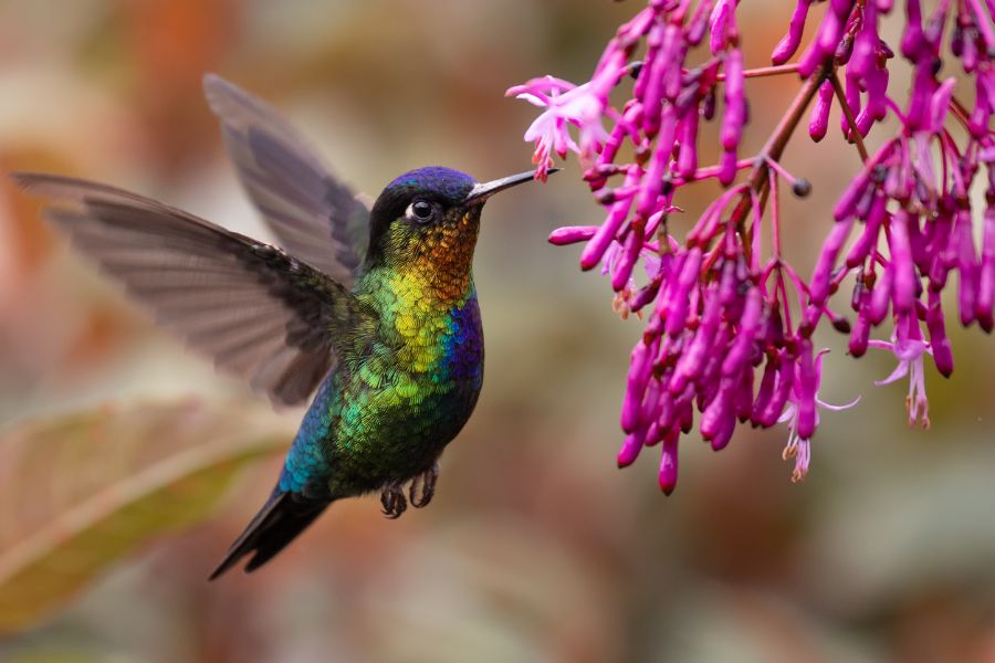 most beautiful hummingbirds