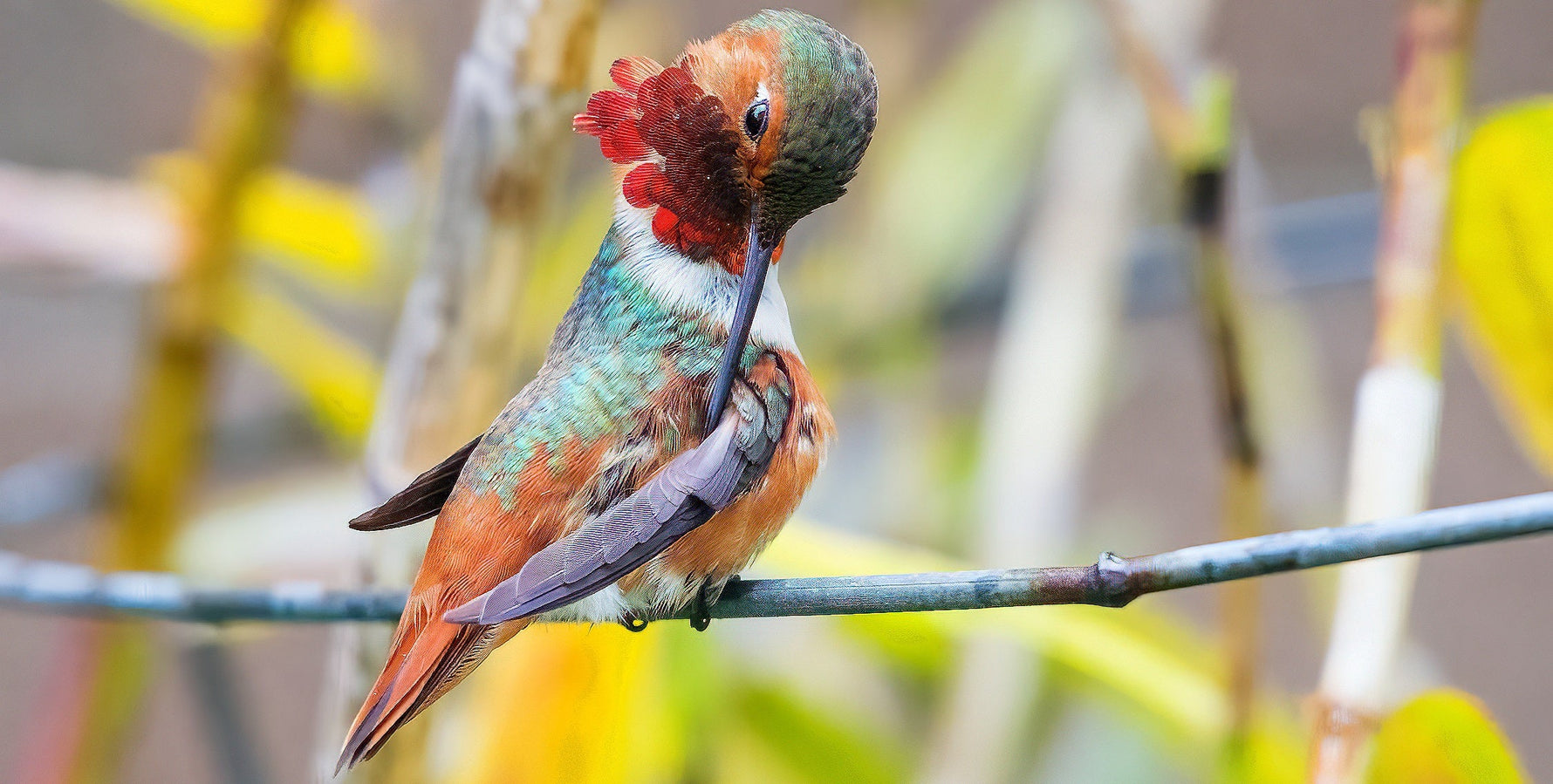hummingbird spiritual meaning