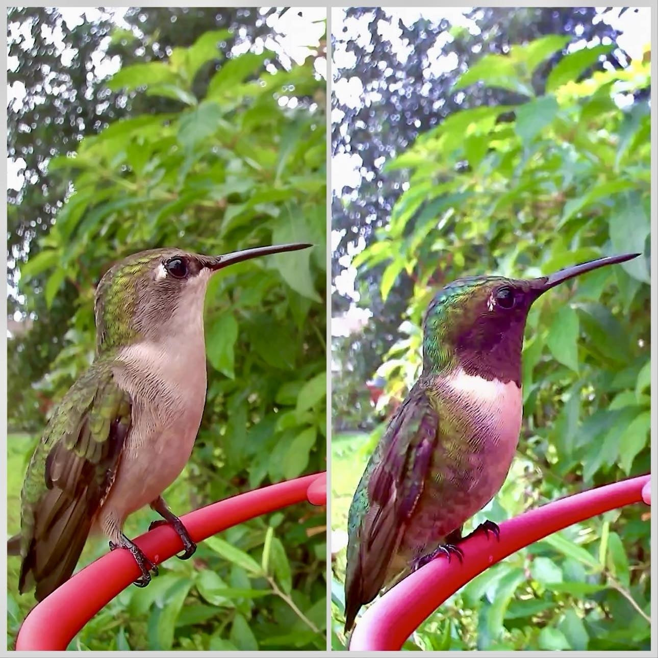 How to create a bird-friendly backyard