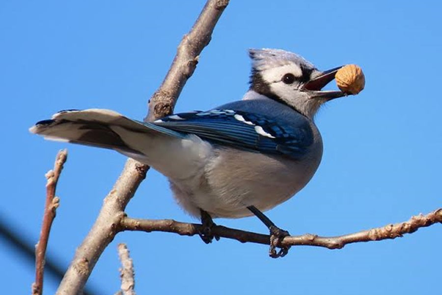 Blue Jays Love These More Than Peanuts!