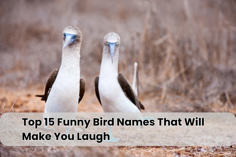interesting bird names