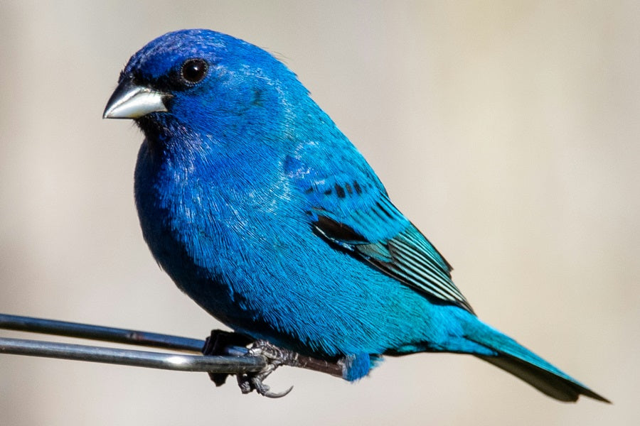 Comprehensive Guide To Blue Jay Bird Feeder In 2025