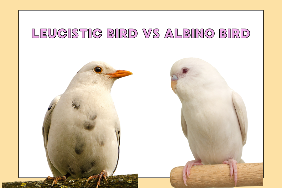Leucistic Bird vs Albino Bird