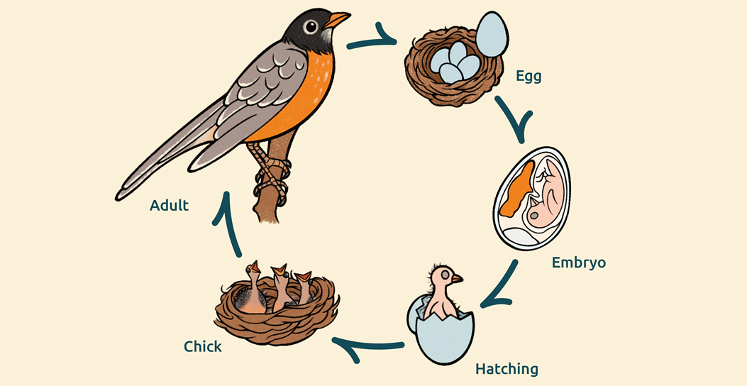 Bird Life Cycle: 7 Stages from Egg to Adult (Pictures & Examples)
