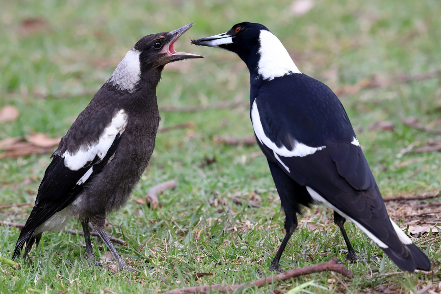 magpie spiritual meaning