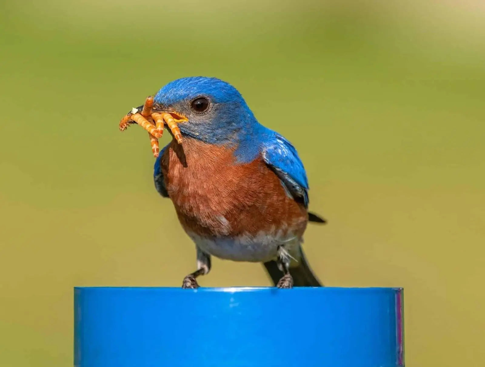 mealworms for birds