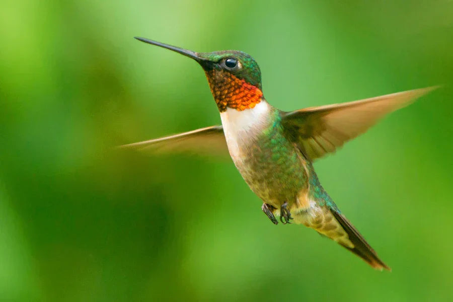 migration of ruby throated hummingbirds