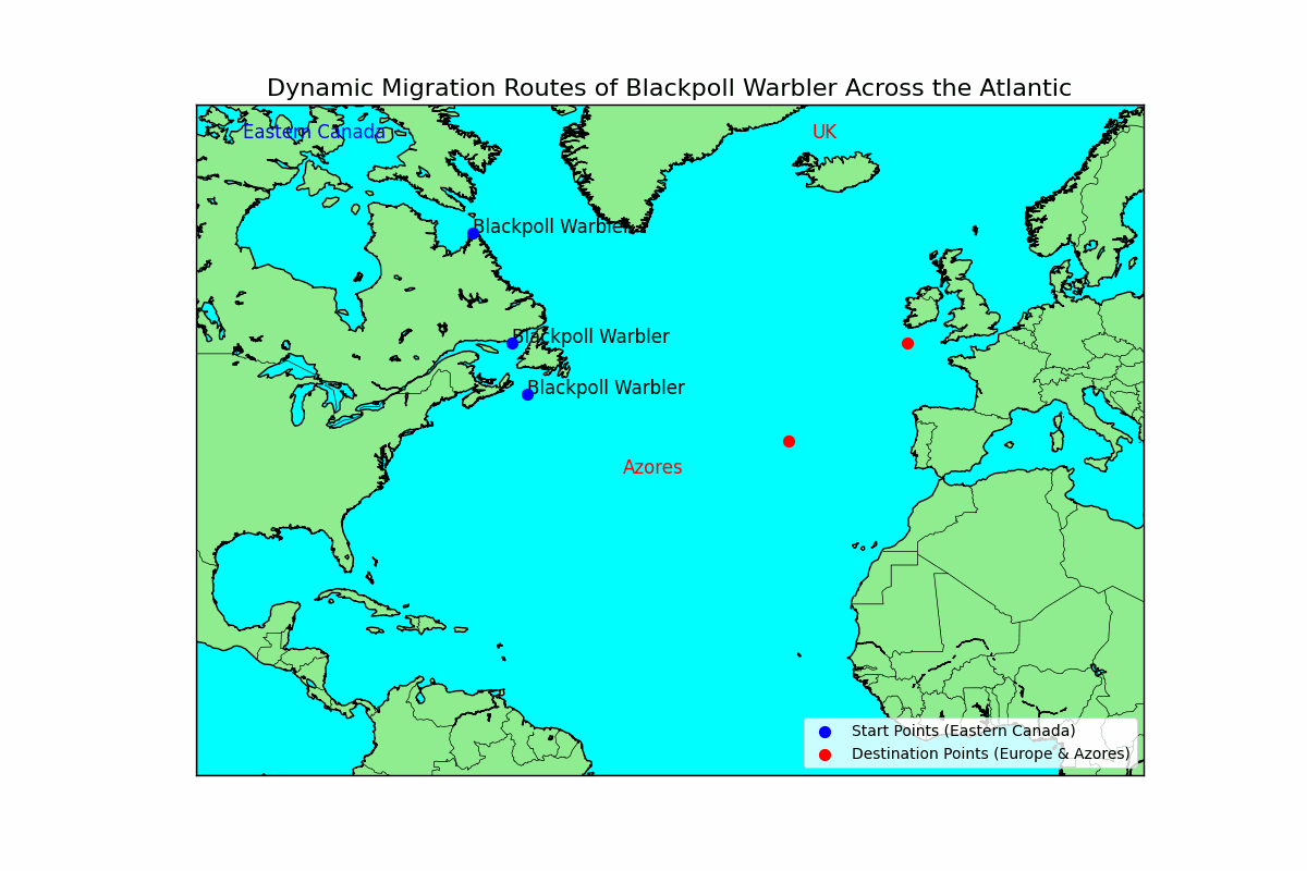Bird Fall Vagrancy – Birdfy