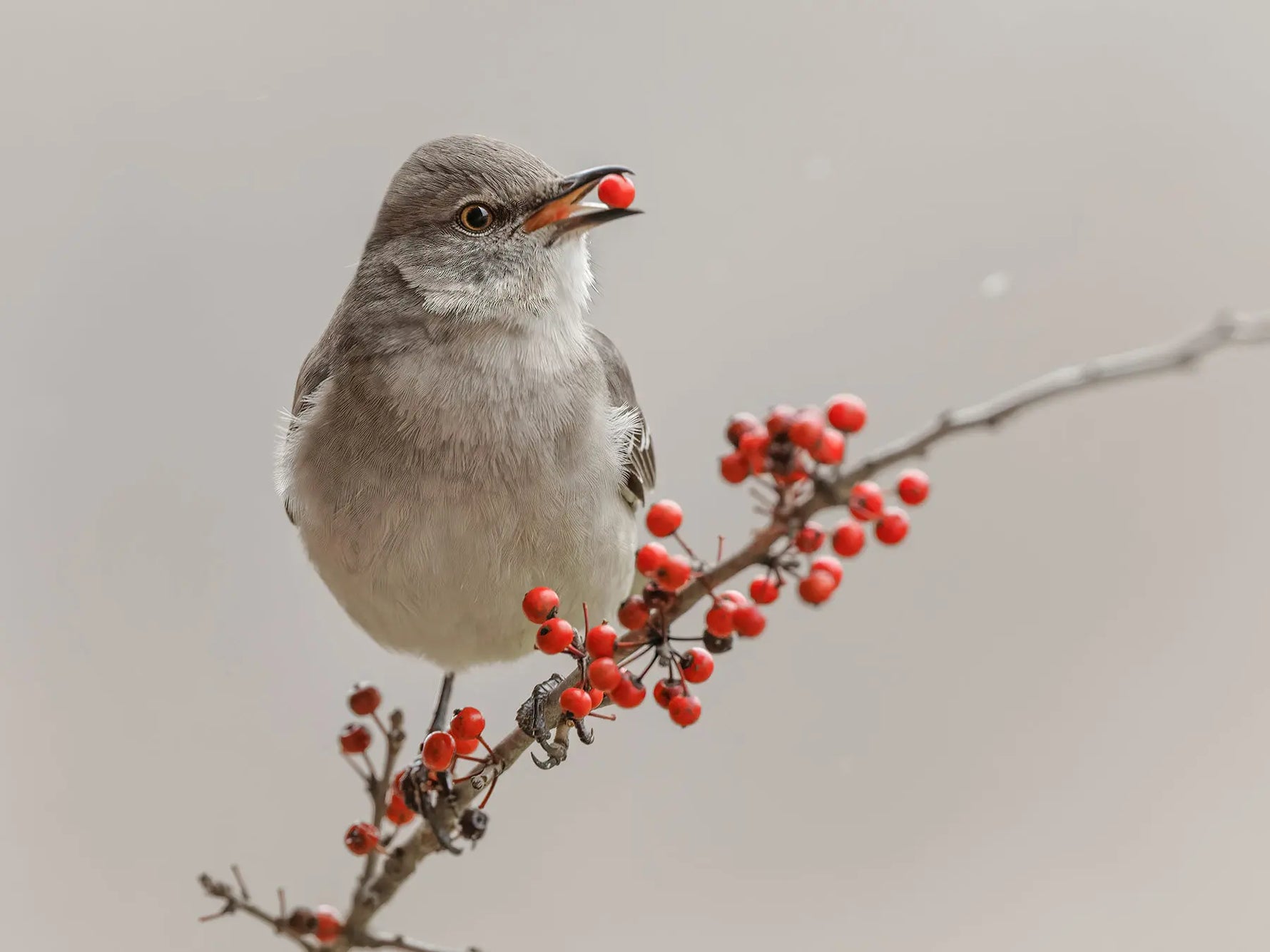 What Do Mockingbirds Eat? A Complete Guide to the Mockingbird's Diet