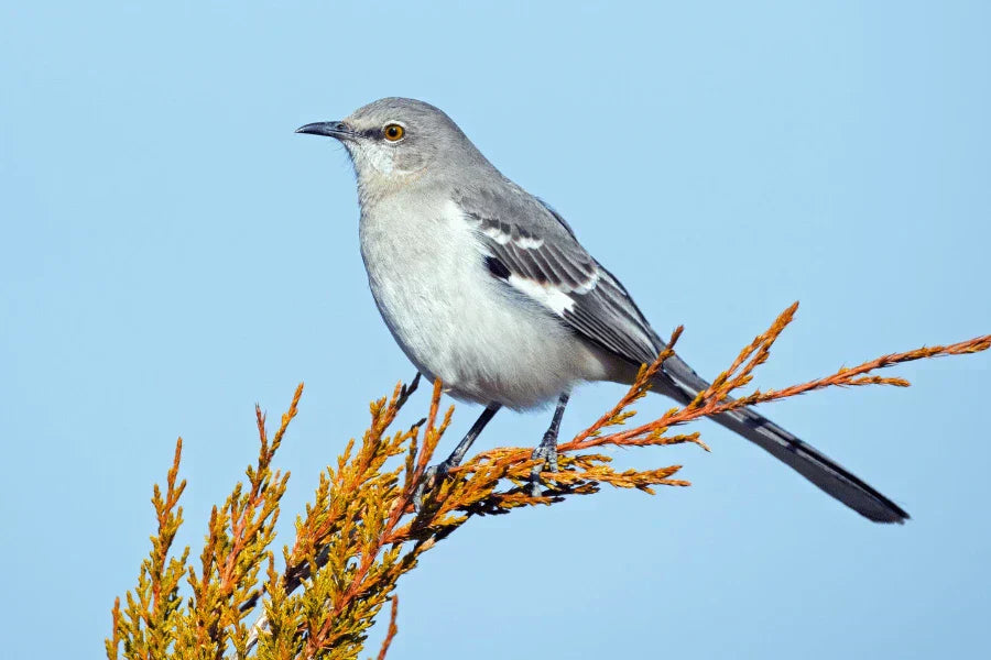 mockingbird identification