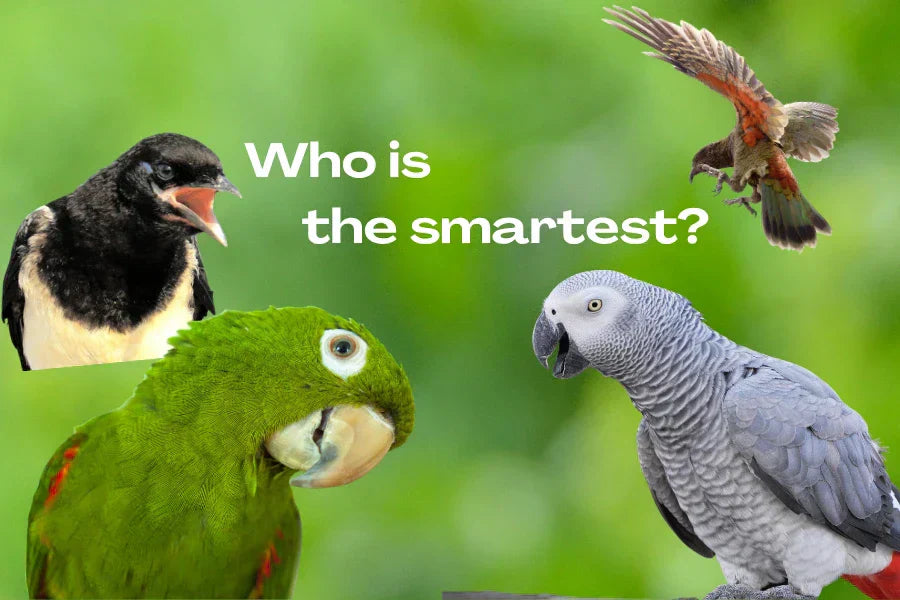 most intelligent bird