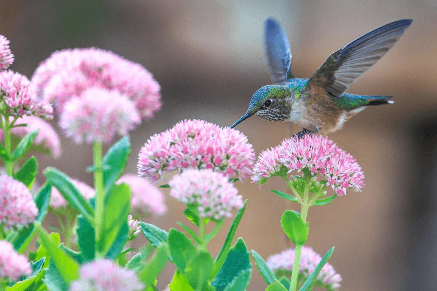 native plants for birds