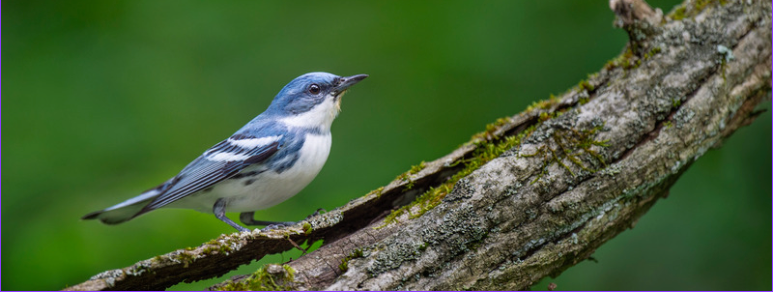 North Carolina Birds