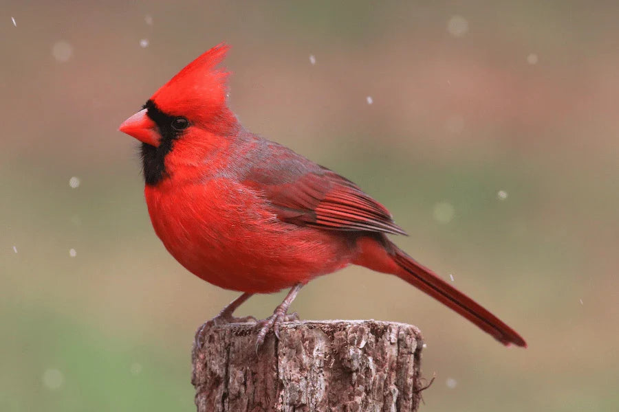 Winter Birds in America