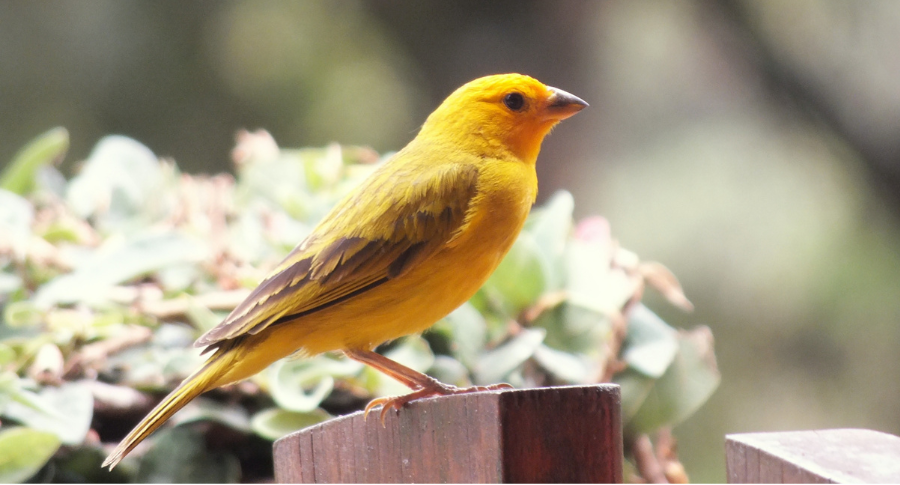 orchard orioles image