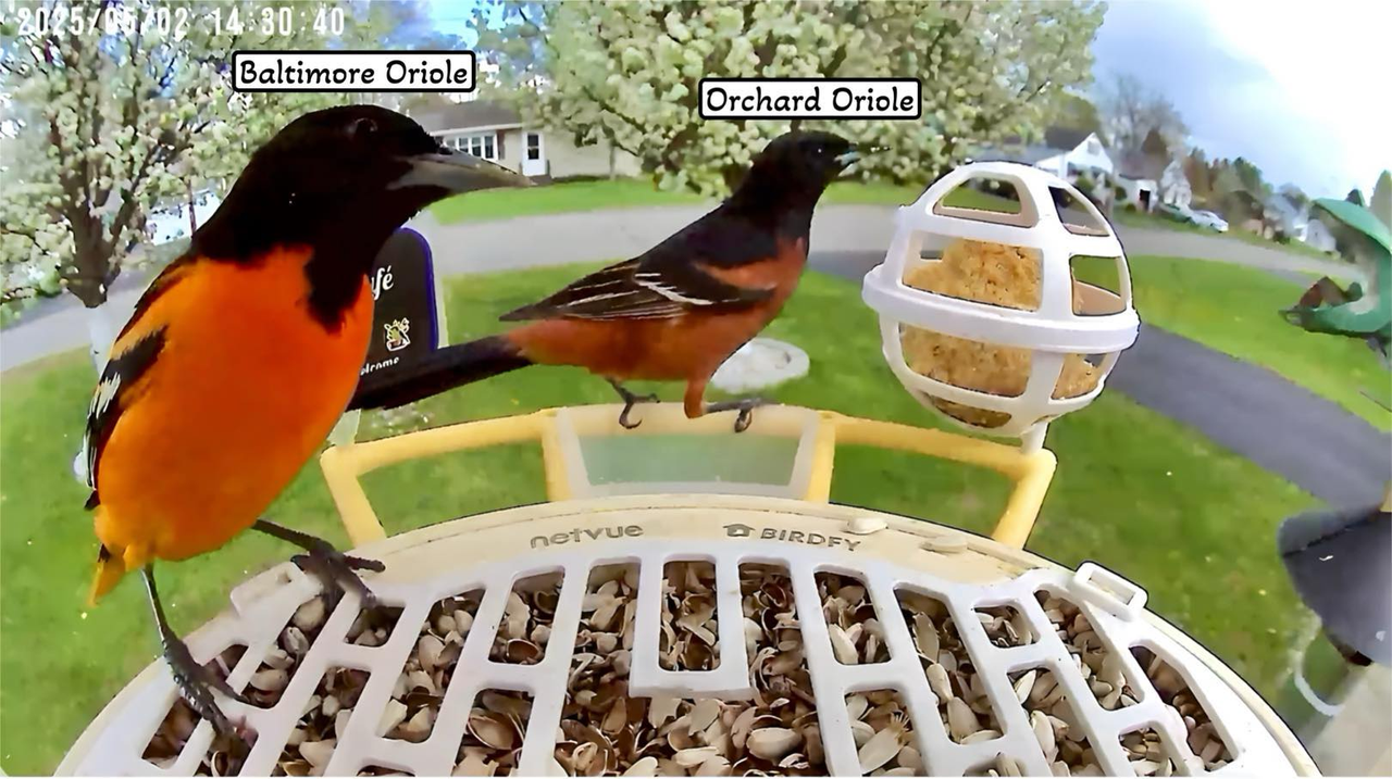 Getting Close to the Orchard Oriole