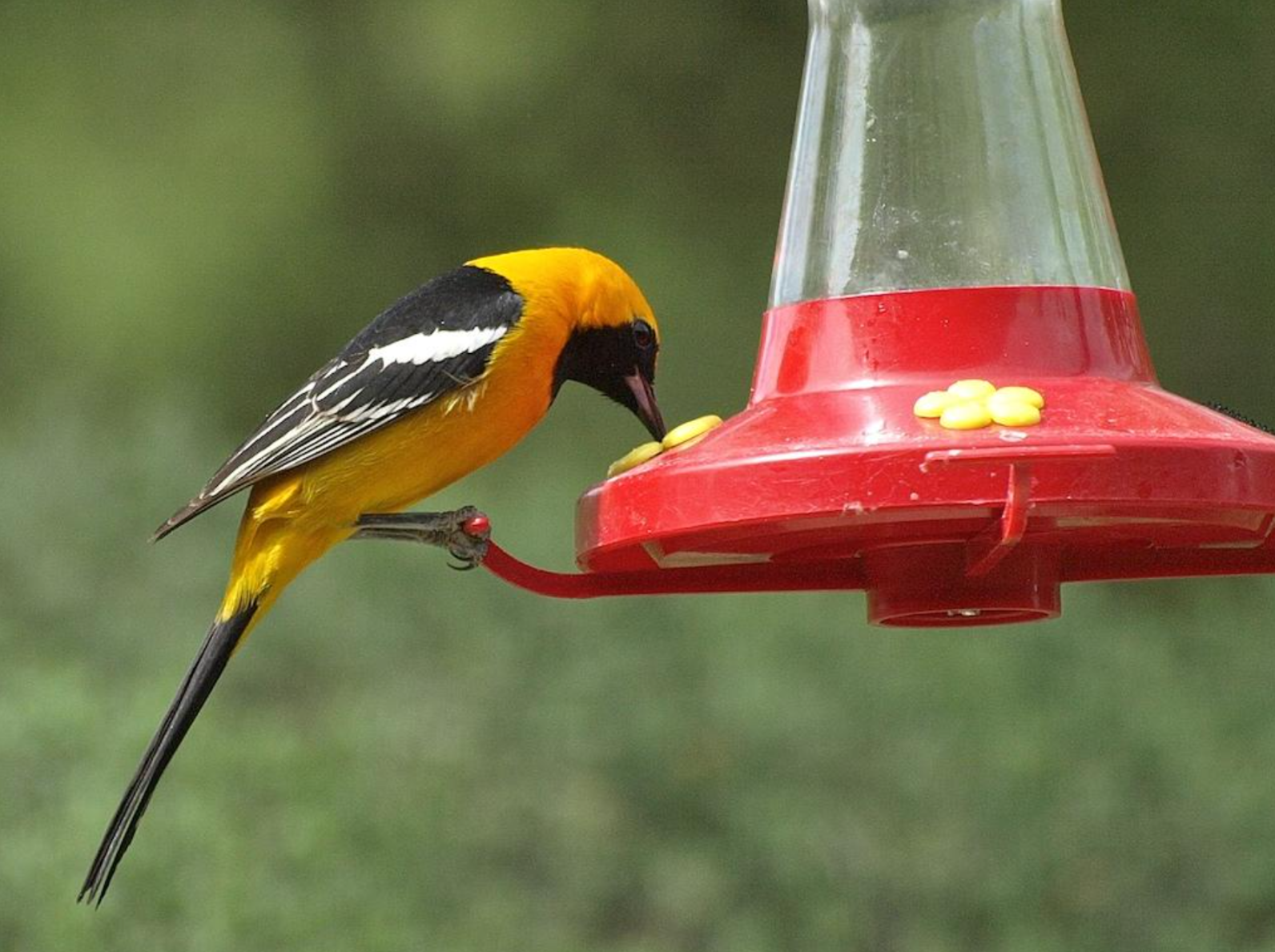 How To Make Homemade Oriole Nectar?