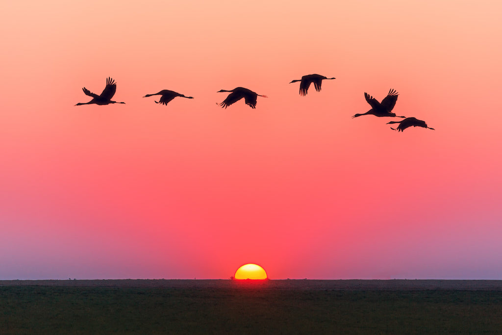 pink-sky-sunset-flying-birds