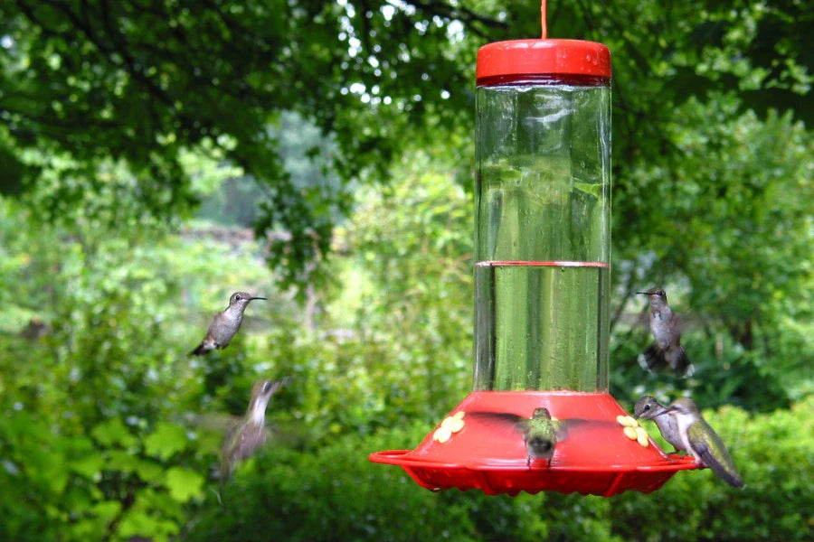 Hummingbirds Feeder Selection Factors - How to Pick the Best