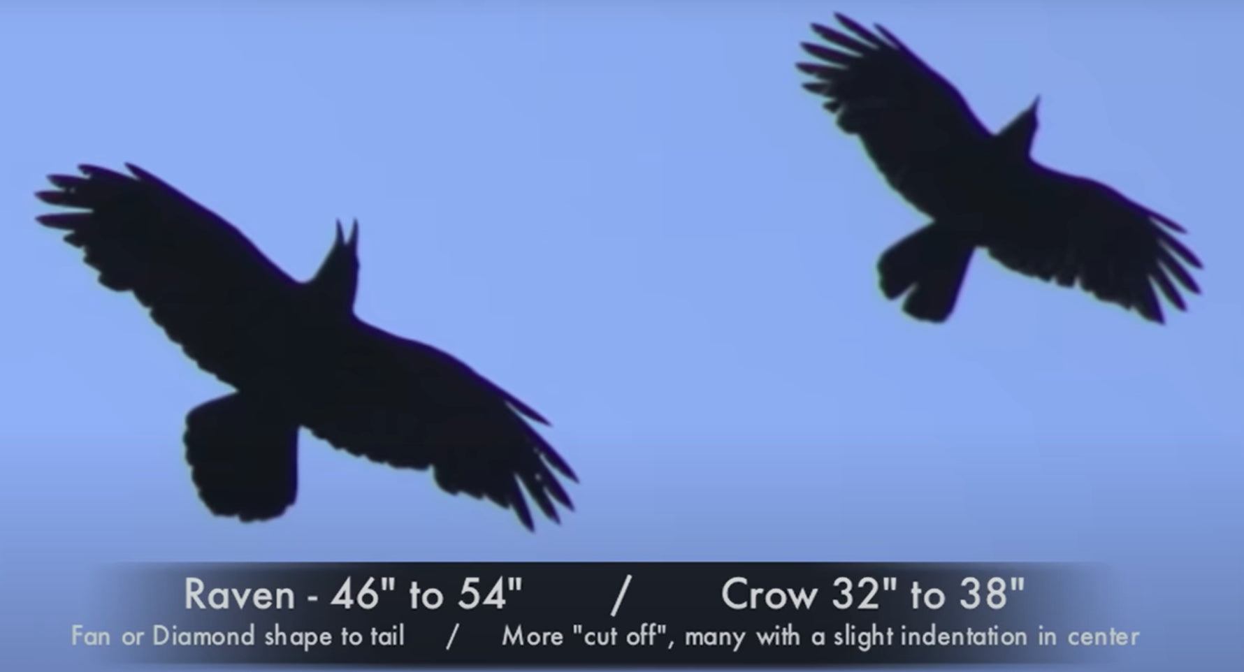 How to Identify a Crow and a Raven: Key Features Explained