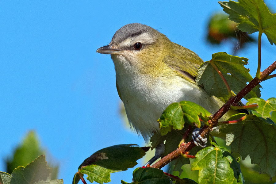 Red Eyed Vireo