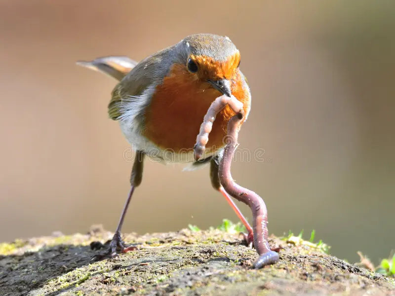 How Do Robins Find Worms? The Multi-Sensory Hunting Secrets