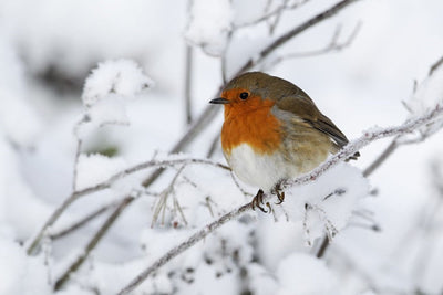 Can Robin Eggs Survive Cold Weather: Essential Survival Facts