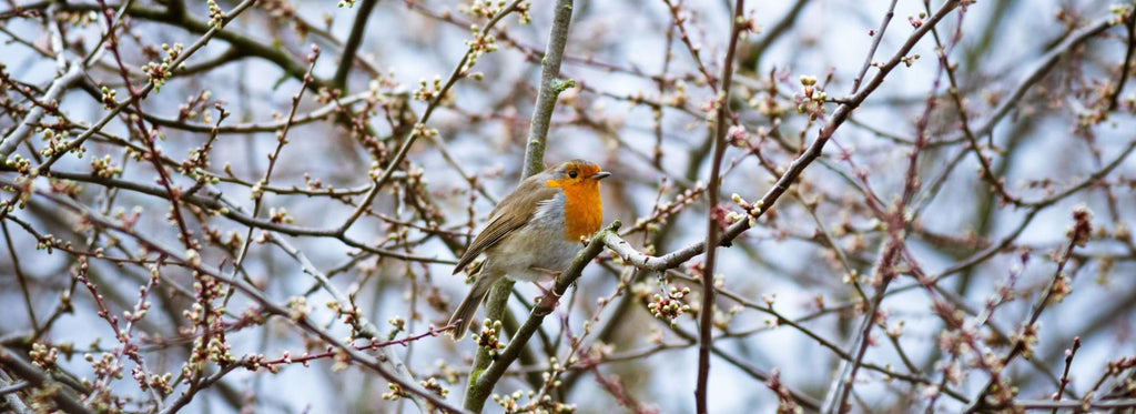 robin in the wood