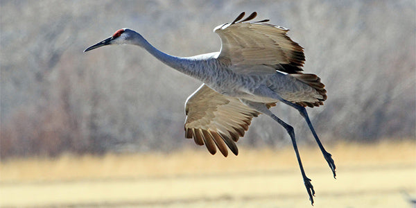 12 Interesting Facts About Sandhill Cranes