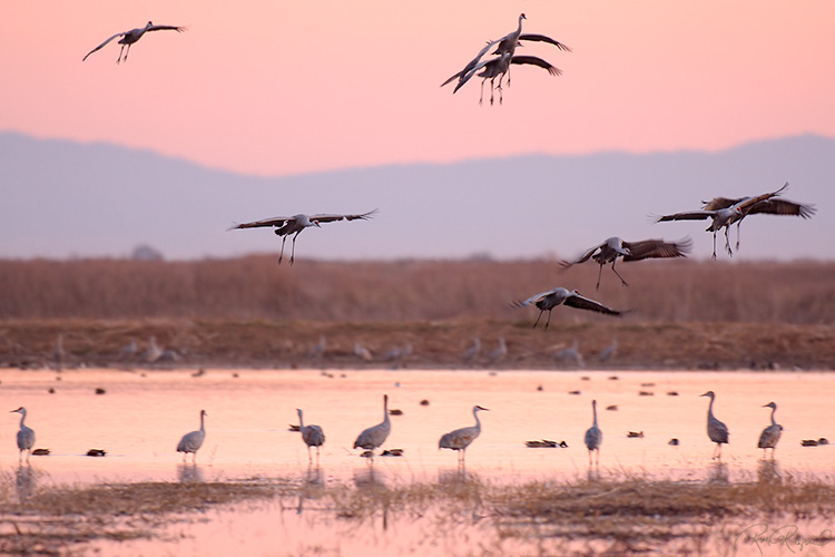 2026 Sandhill Crane Migration Map: Routes, Best Viewing Spots & Dates