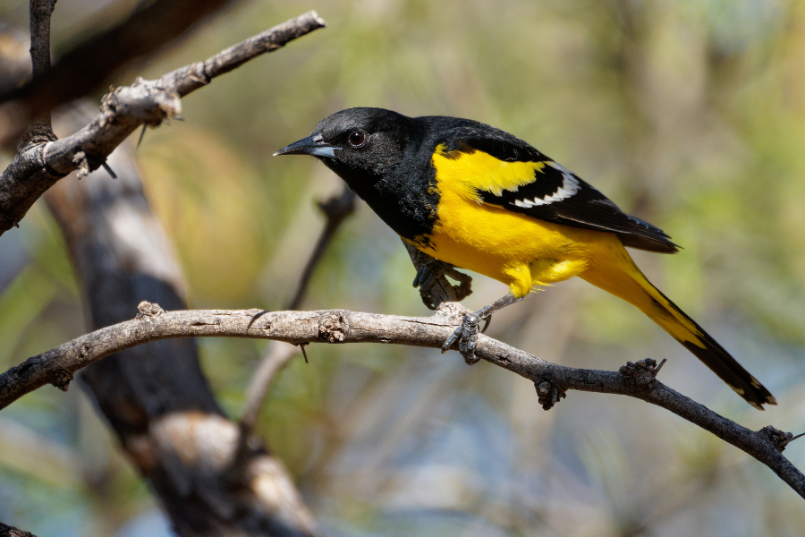 How Does A Scott's Oriole Raise Its Babies - From Eggs To Fledglings?