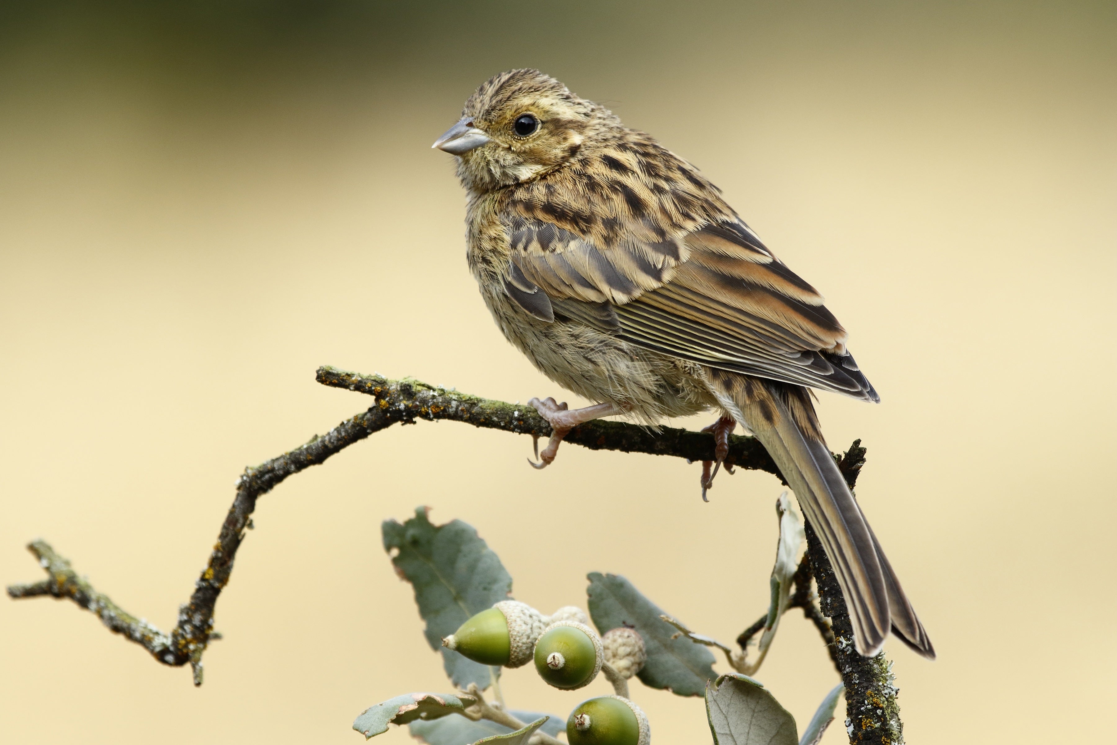 What Do Sparrows Eat? Seasonal Diet, Winter Food, and Feeding Tips