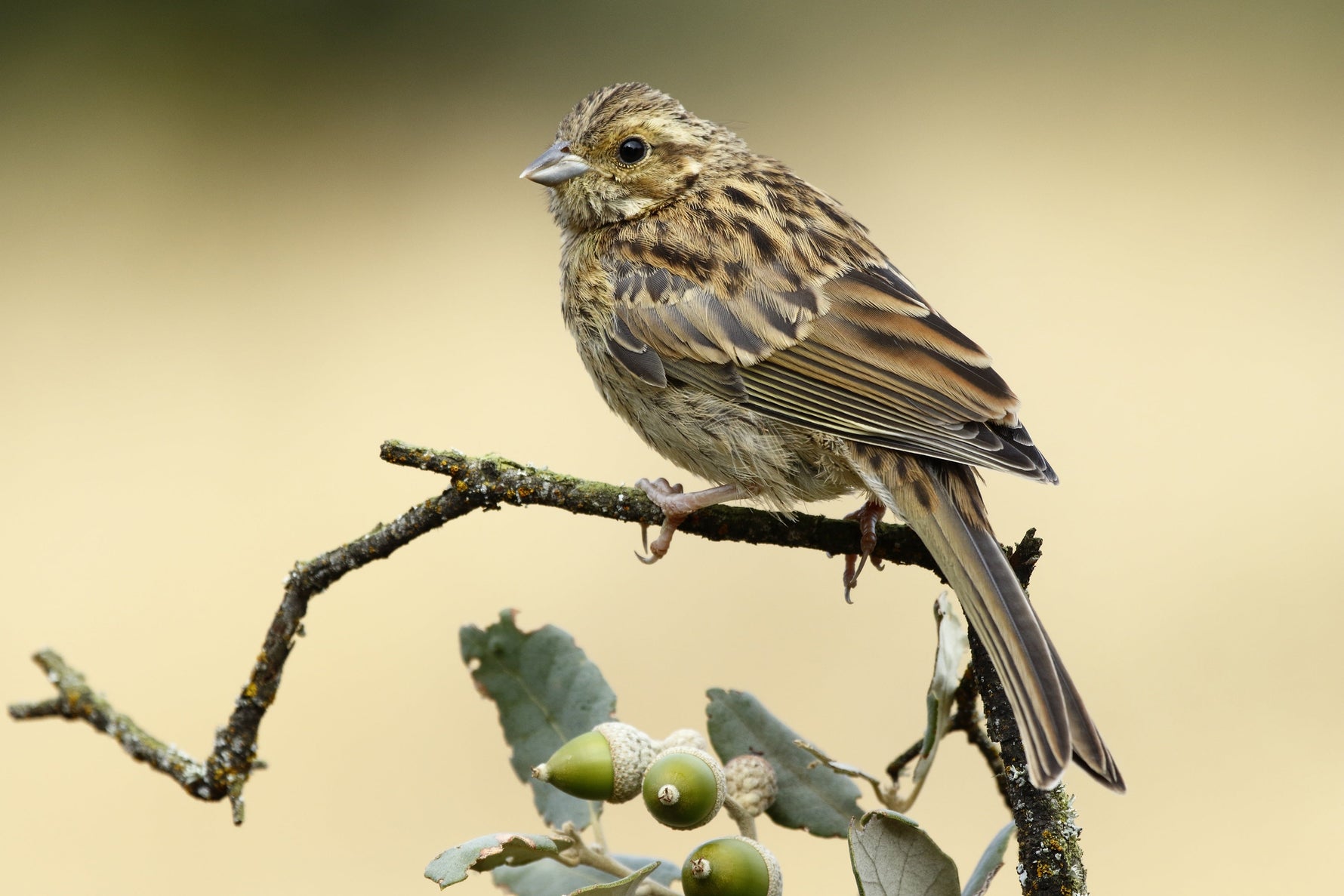 What Do Sparrows Eat? Seasonal Diet, Winter Food, and Feeding Tips