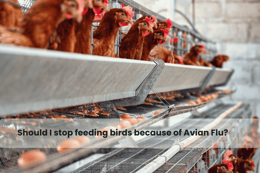 Should I stop feeding birds because of Avian Flu?