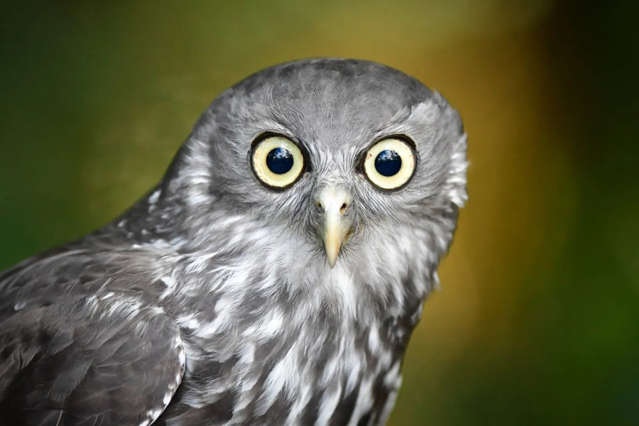 owl spiritual meaning