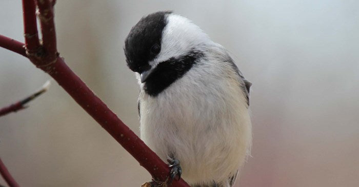 Where Do Birds Sleep? Surprising Science & How to Help Them