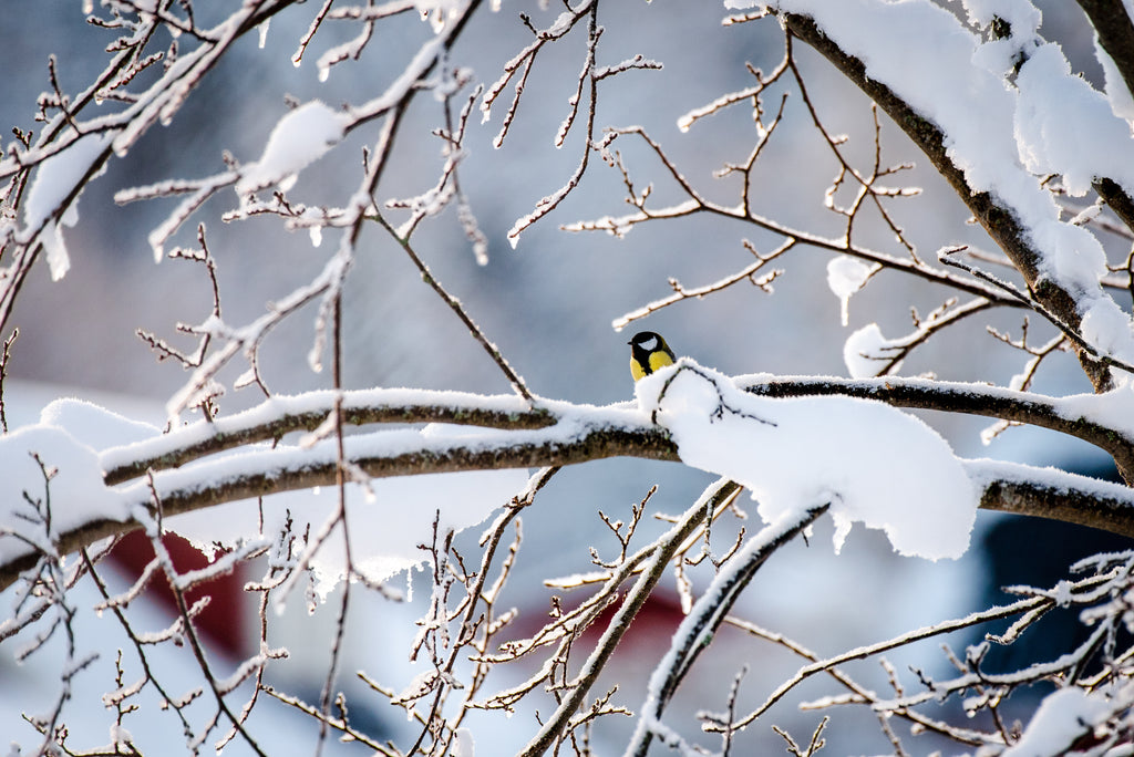 bird in winter