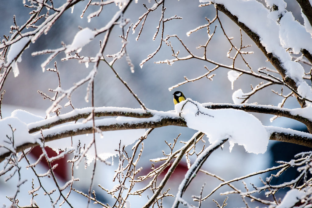 bird in winter