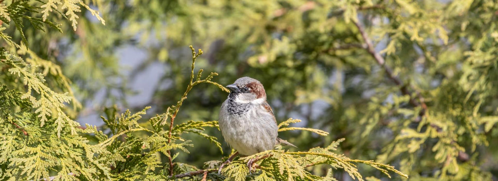 sparrow resting on a tree
