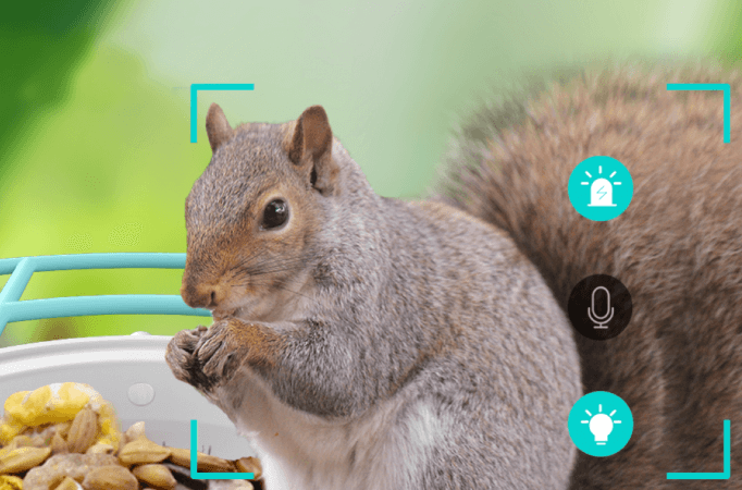 Squirrel-Proof Bird Feeders 2026: Stop Chewing & Seed Theft