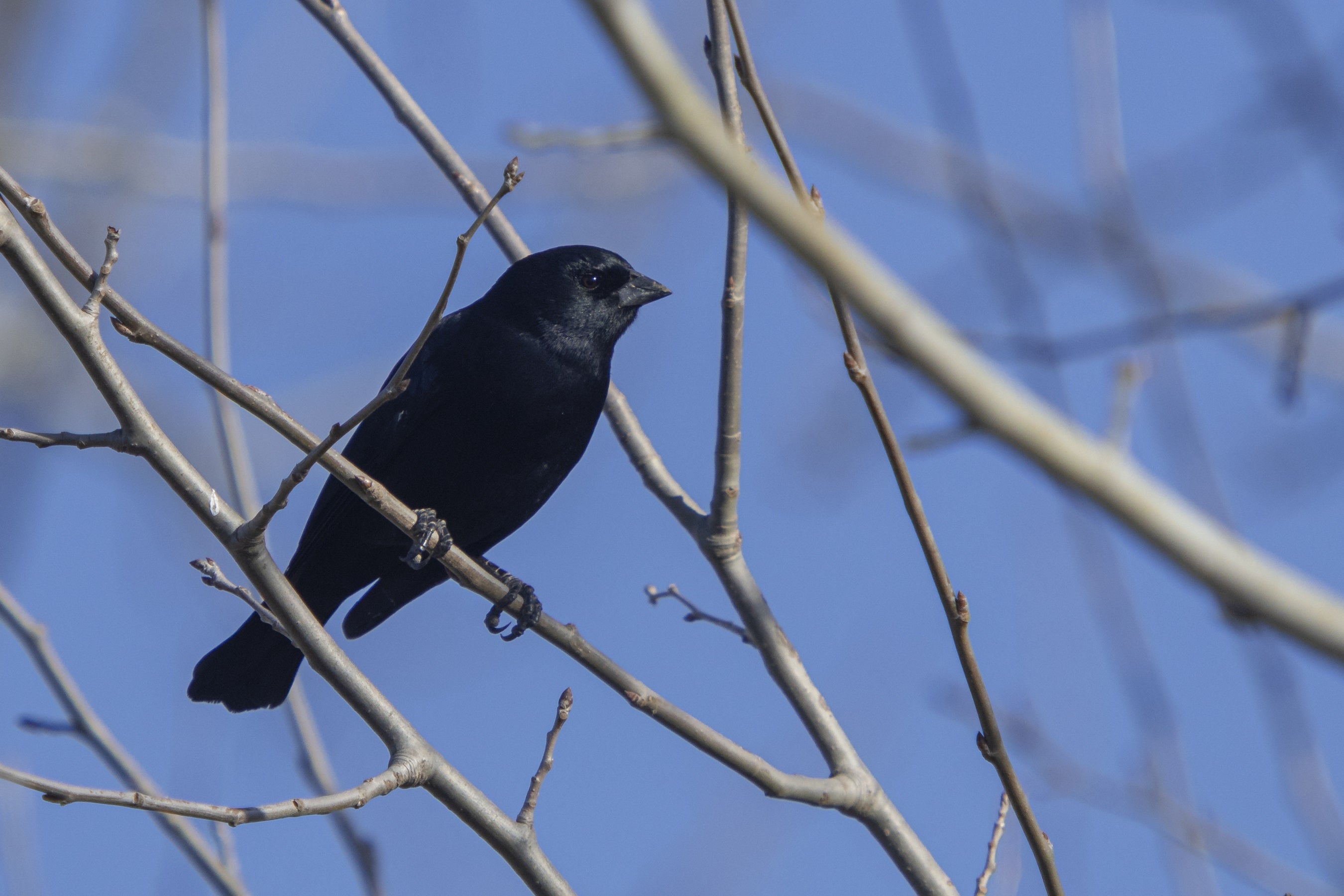Blackbird Meaning: What It Symbolizes and Why It Feels Significant