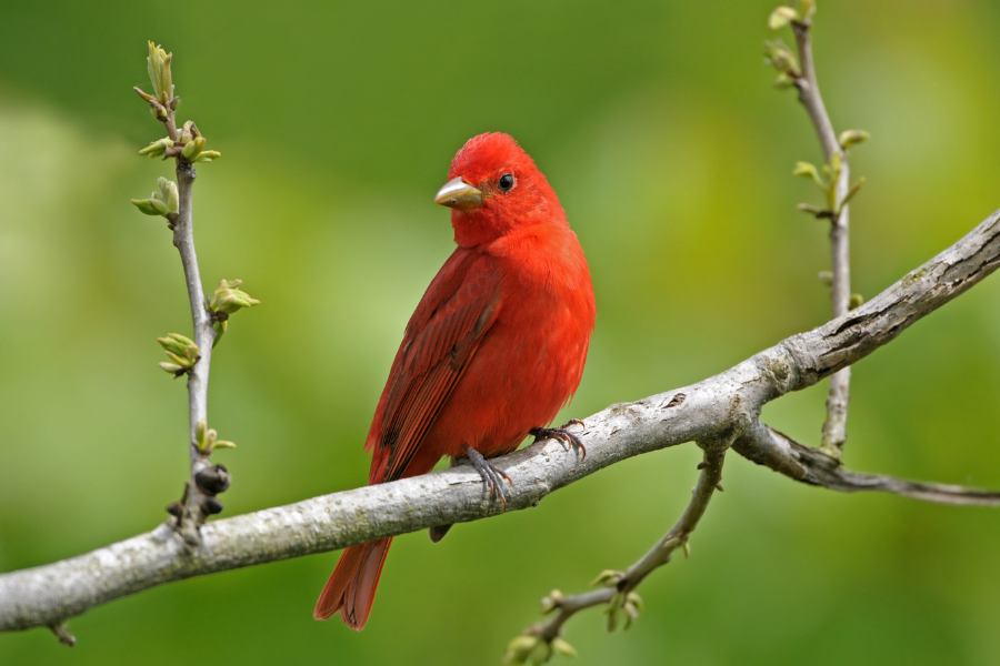 what does a red tanager look like