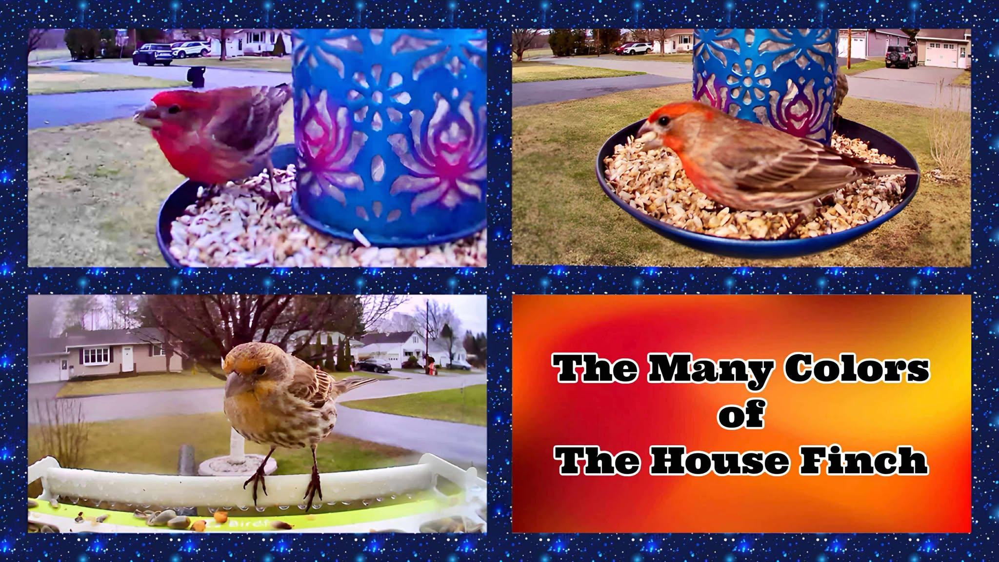 Finch Color Visualizer The Many Colors of the House Finch: A Backyard Birdwatcher’s Guide – Birdfy