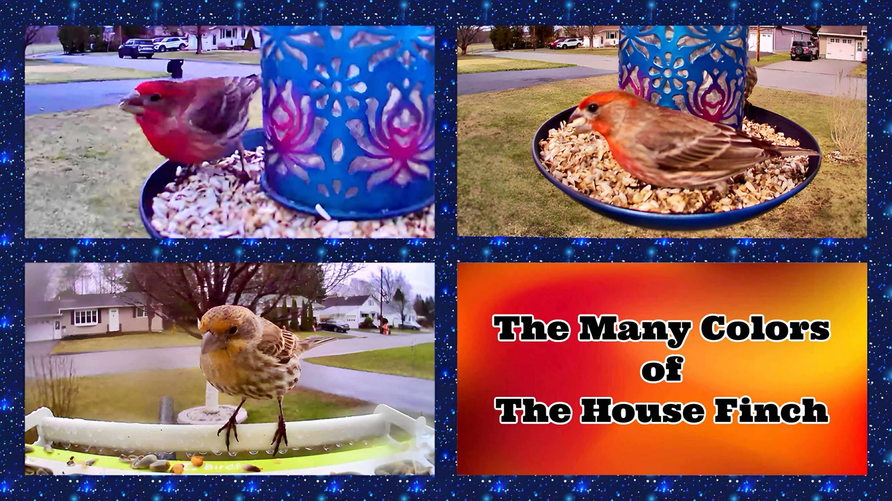 The Many Colors of the House Finch: A Backyard Birdwatcher’s Guide