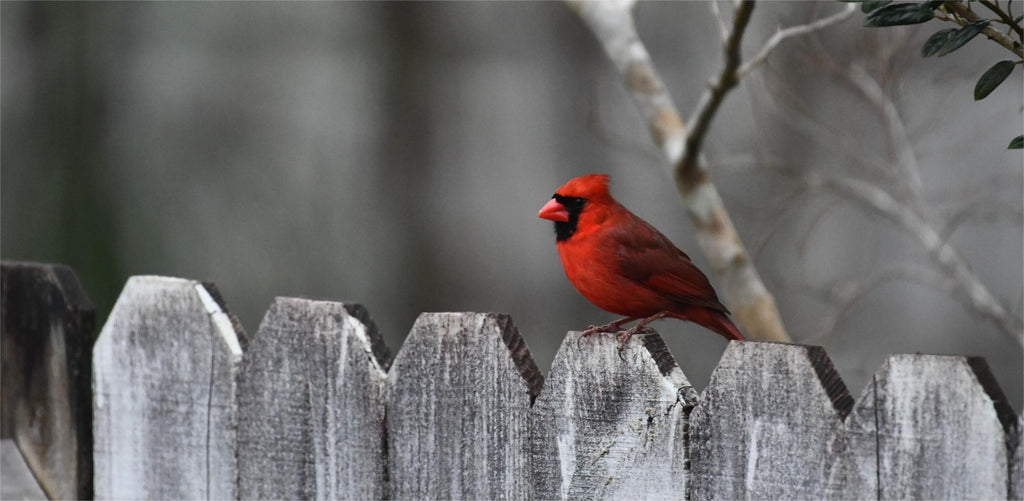the Northern Cardinal on fence
