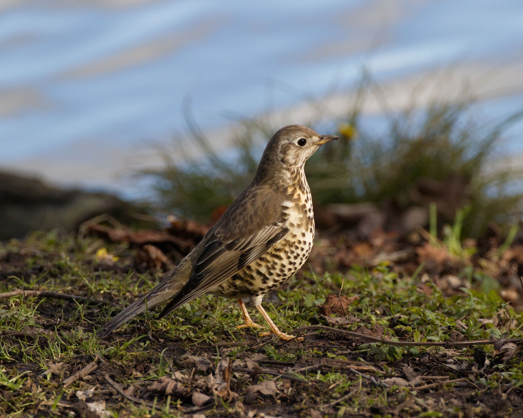 How to Attract Thrushes to Your Backyard
