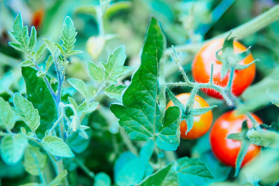 15 Toxic Foods for Birds: What Pet Birds Should Never Eat