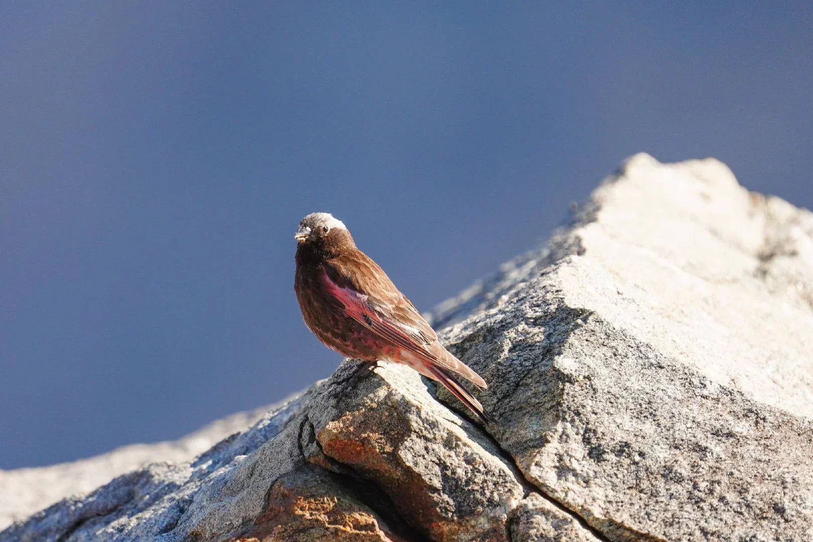 Gary Herritz: Travel with Birdfy Episode 5 - Snow in July, The Black Rosy-finch