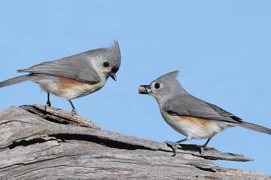 12 Surprising Birds That Look Like Cardinals – Identification Guide