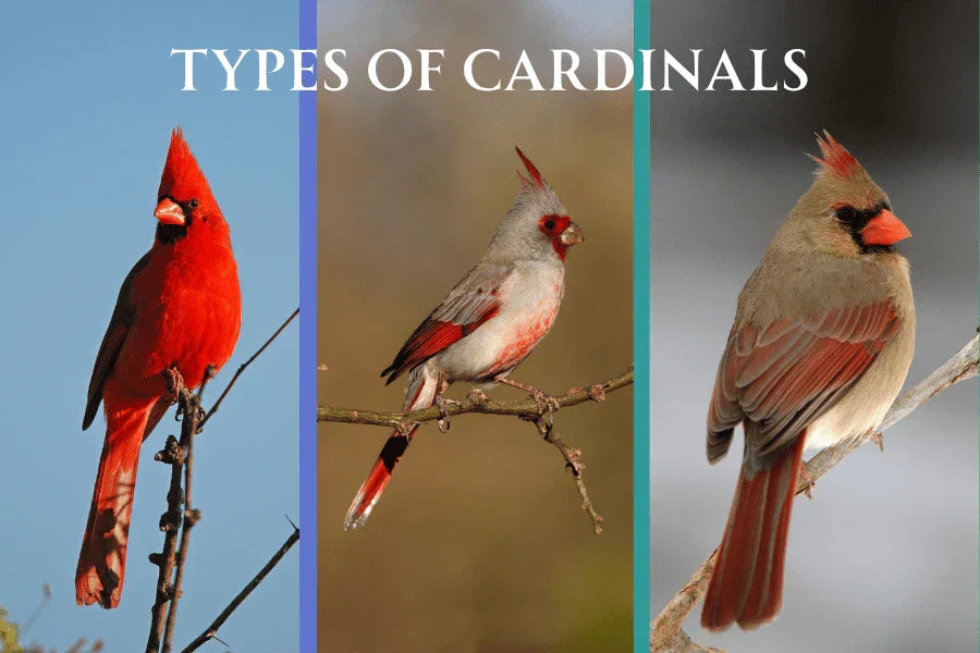 types of cardinals